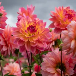 Dekorative Dahlie Twiggy - Rosa Blüten den ganzen Sommer