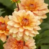 Dekorative Dahlie Yelno Harmony - Lachsrosa Blüten den ganzen Sommer