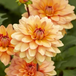 Dekorative Dahlie Yelno Harmony - Lachsrosa Blüten den ganzen Sommer