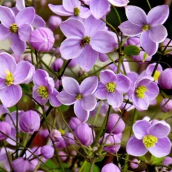 Delavays Wiesenraute - Zarte Wolke in Violett