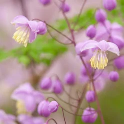 Delavays Wiesenraute - Zarte Wolke in Violett