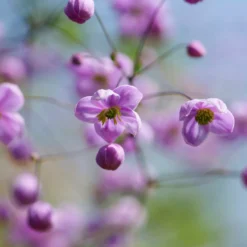 Delavays Wiesenraute - Zarte Wolke in Violett