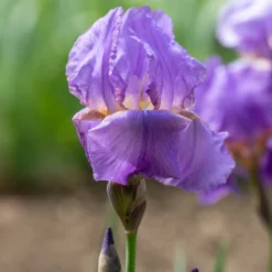 Deutsche Schwertlilie Lovely again (x3) - Zweimal blühender Iris