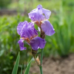 Deutsche Schwertlilie Lovely again (x3) - Zweimal blühender Iris