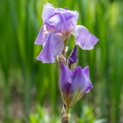 Deutsche Schwertlilie Lovely again (x3) - Zweimal blühender Iris