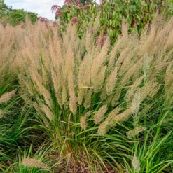 Diamantgras - Glitzernde Blüten im Garten