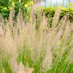 Diamantgras - Glitzernde Blüten im Garten