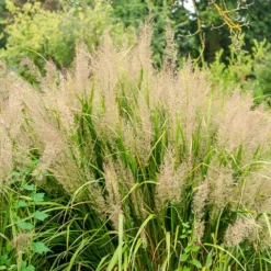 Diamantgras - Glitzernde Blüten im Garten