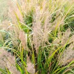 Diamantgras - Glitzernde Blüten im Garten
