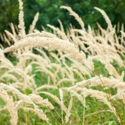 Diamantgras - Glitzernde Blüten im Garten