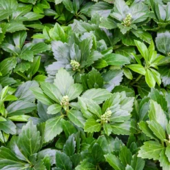 Dickmännchen ‘Green Carpet’ - Grün, wo nichts wächst