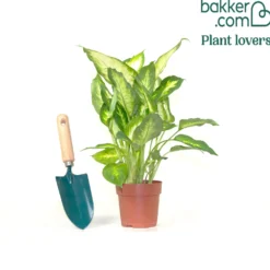 Dieffenbachia 'Camilla' - Helles Blattwerk sofort