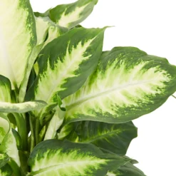 Dieffenbachia 'Camilla' - Helles Blattwerk sofort