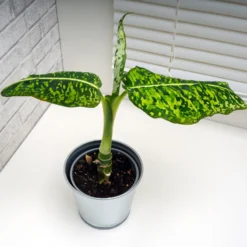 Dieffenbachia Reflector - Blätter wie gemalt
