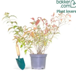 Diervilla ‘Variegata’ - Buntes Laub, robust und pflegeleicht