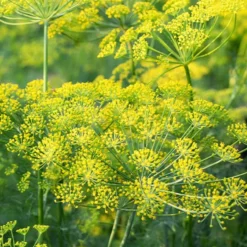 Dill ‘Bouquet’ Bio - Frischer Dill zum Ernten