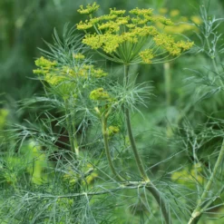 Dill Bouquet - Frischer Dill zum Ernten