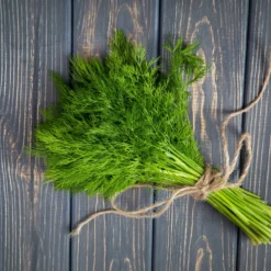Dill Bouquet - Frischer Dill zum Ernten