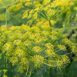 Dill Pflanze - Frisch geerntet, sofort gewürzt