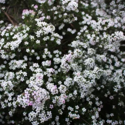Diosma (Fischerpflanze) - Zarter Duft, ganzes Jahr grün