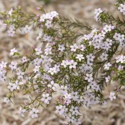 Diosma (Fischerpflanze) - Zarter Duft, ganzes Jahr grün