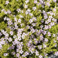Diosma ‘Sunset Gold’ - Goldlaub das leuchtet