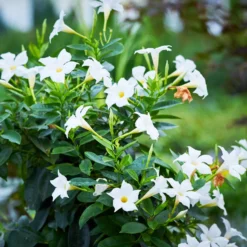 Dipladenia Mischung (x3) - Sommer voller Blüten