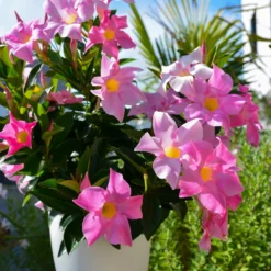 Dipladenia Mischung (x3) - Sommer voller Blüten