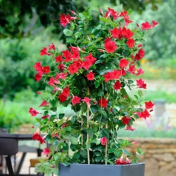 Dipladenia Mischung (x3) - Sommer voller Blüten