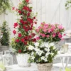 Dipladenia rot - Rote Blütenpracht ganz easy