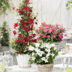 Dipladenia rot - Rote Blütenpracht ganz easy