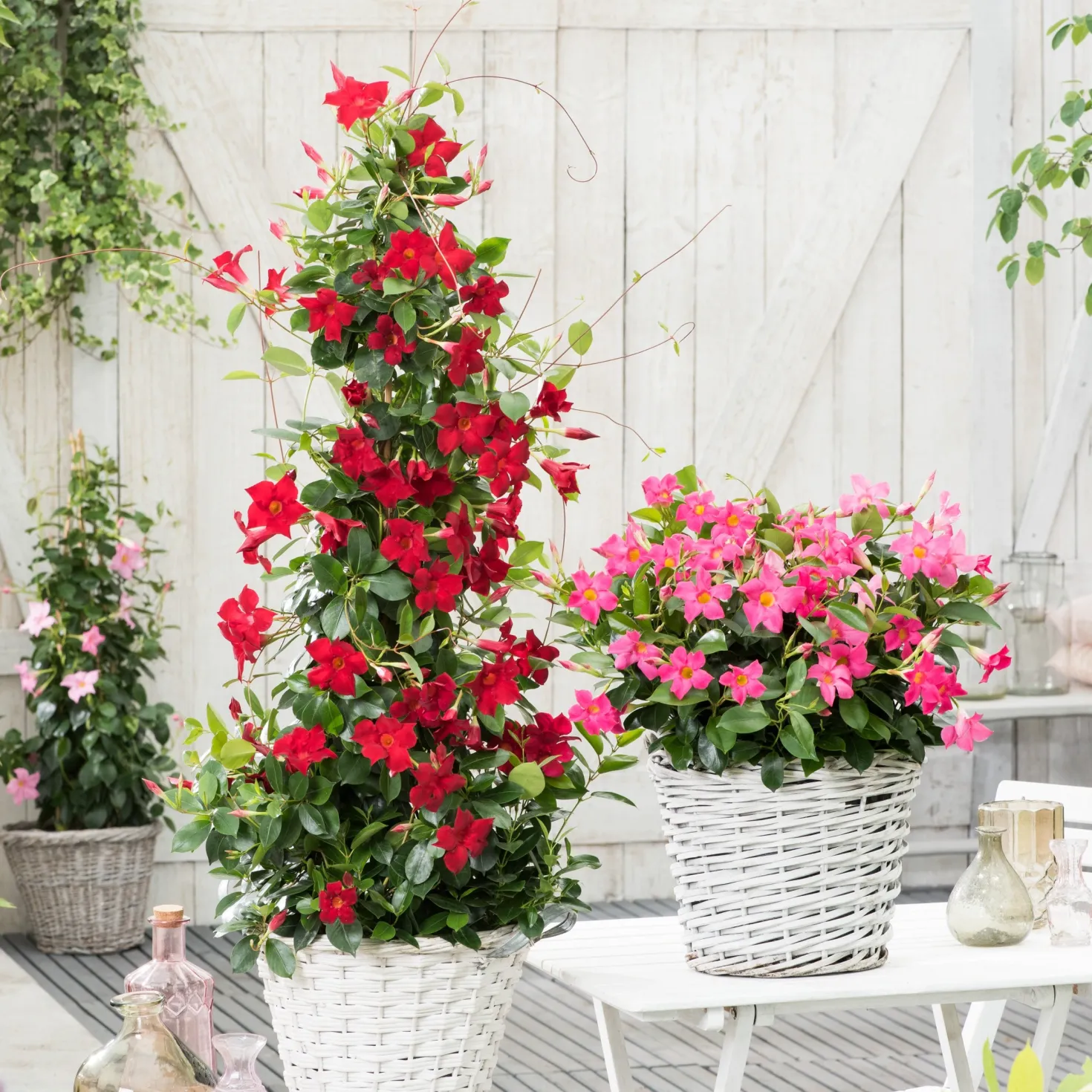 Dipladenia rot - Rote Blütenpracht ganz easy