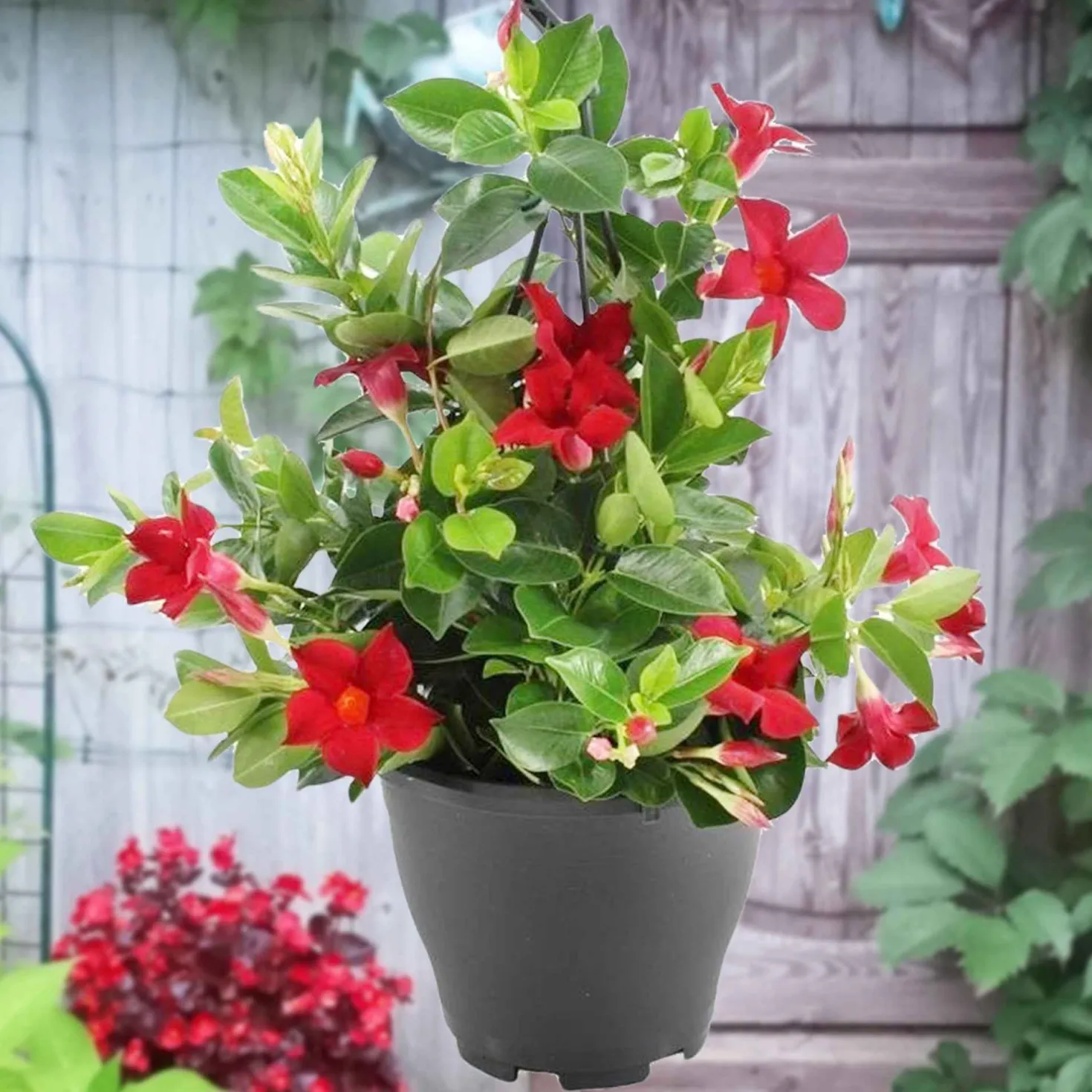 Dipladenia rot - Rote Blütenpracht ganz easy