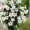 Dipladenie - Blüten bis in den Herbst
