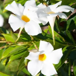 Dipladenie - Blüten bis in den Herbst