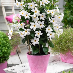 Dipladenie - Blüten bis in den Herbst