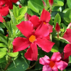 Dipladenie rot - Rote Blüten den ganzen Sommer