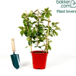 Dipladenie rot - Rote Blüten den ganzen Sommer