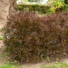 Dodonäa 'Purpurea' - Rotes Laub das ganze Jahr