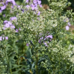 Dolden-Aster Weisser Schirm - Weiße Blütenwolke im Herbst