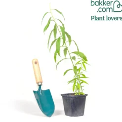 Dolden-Aster Weisser Schirm - Weiße Blütenwolke im Herbst