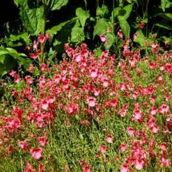 Doppelhörnchen Ruby Field - Rosa Blütenteppich sofort