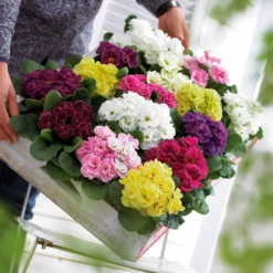 Doppelprimel in DoublePrincess-Mischung (x3) - Farbenfroh schon ab Januar