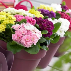 Doppelprimel in DoublePrincess-Mischung (x3) - Farbenfroh schon ab Januar
