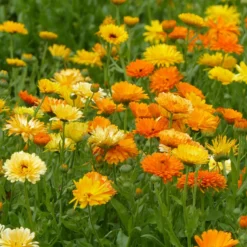 Doppelte Ringelblumen Mischungen - Essbare Blüten den Sommer lang