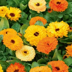 Doppelte Ringelblumen Mischungen - Essbare Blüten den Sommer lang