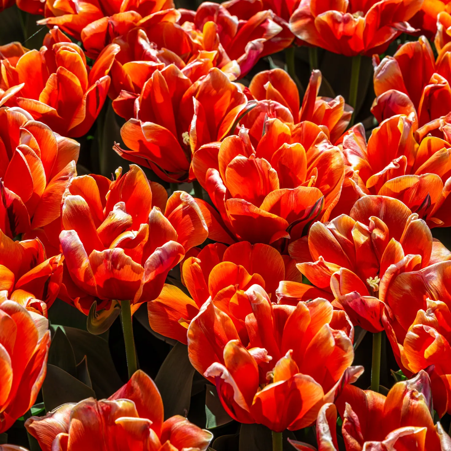 7 Doppelte Spätblühende Tulpen Queensday - Gefüllte Blüten wie Pfingstrosen