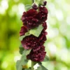 Doppelte Stockrose Chaters Purple - Blütentürme im Bauerngarten