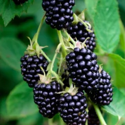 Dornenlose Brombeere 'Black Satin' - Beeren pflücken ohne Kratzer