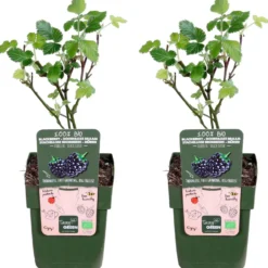 Dornenlose Brombeere 'Black Satin' - Beeren pflücken ohne Kratzer